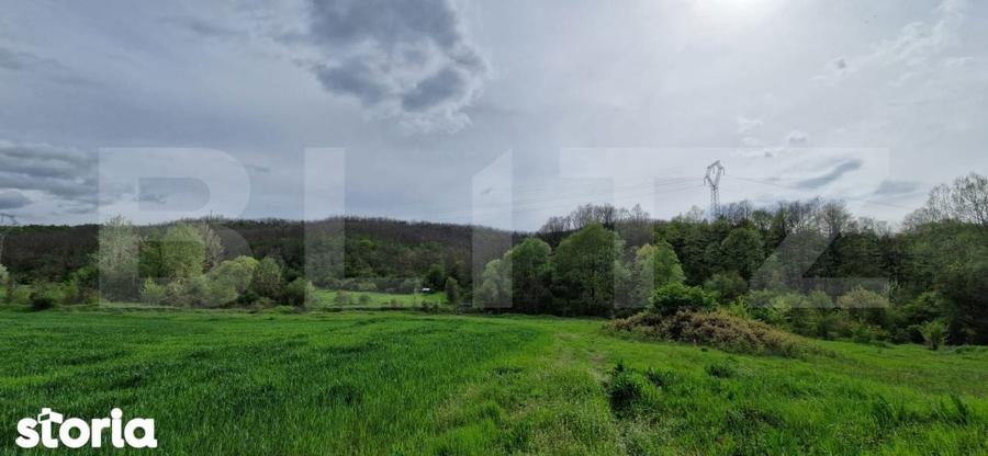 PADURE SALCAM, 120000mp, BRADESTI - 3