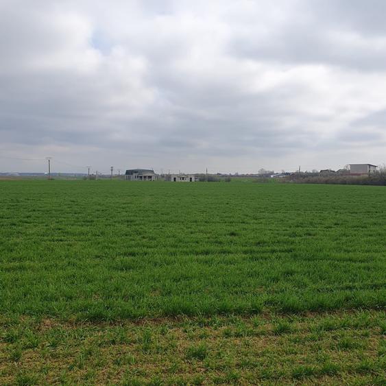 Tâncăbești -Ilfov suprafață 4500 mp - 5