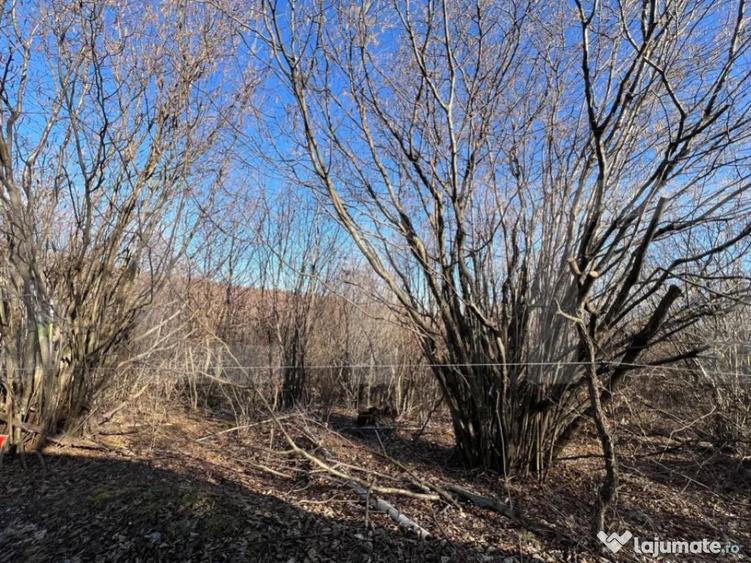 Teren de Vanzare comuna Ciurila - 1
