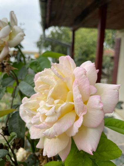 Dragoesti, jud Ialomita - 12