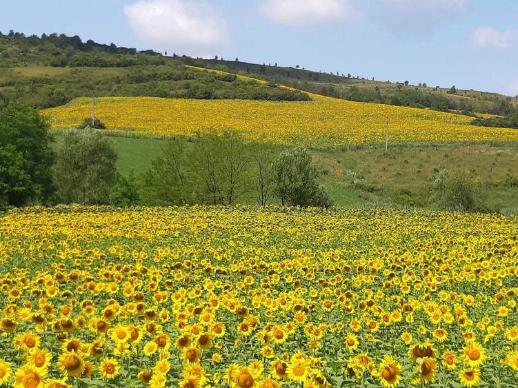 Teren de 1200 mp, în Sântejude