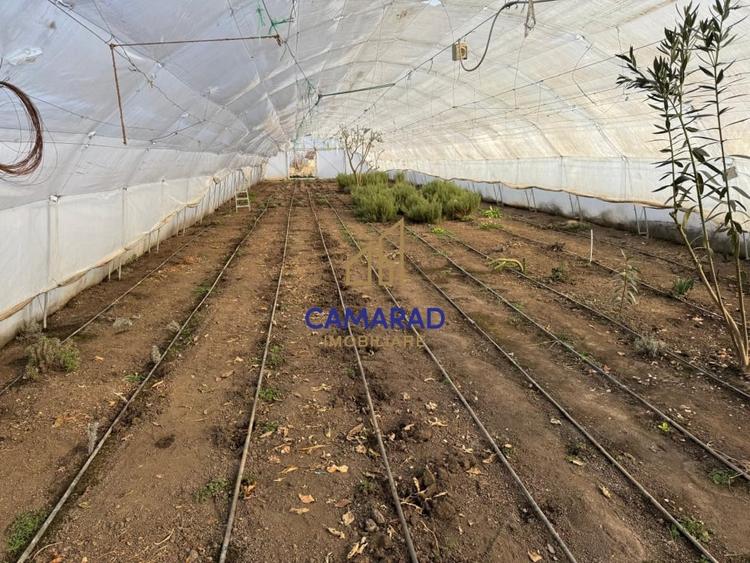 Teren intravilan vanzare - 2.750 mp – Darvari/Tamadalu Mare (judetul Calarasi) - 4