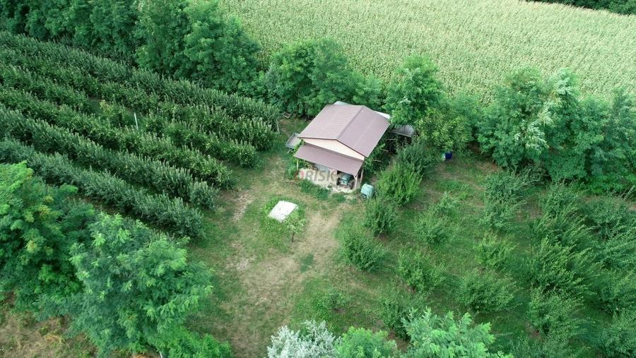 Vila + Afacere 15.000mp Clinceni - 4