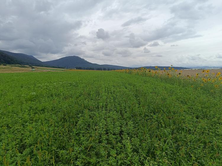 De vanzare - Teren intravilan pentru constructii – 16.500 mp / 0% comision - 10