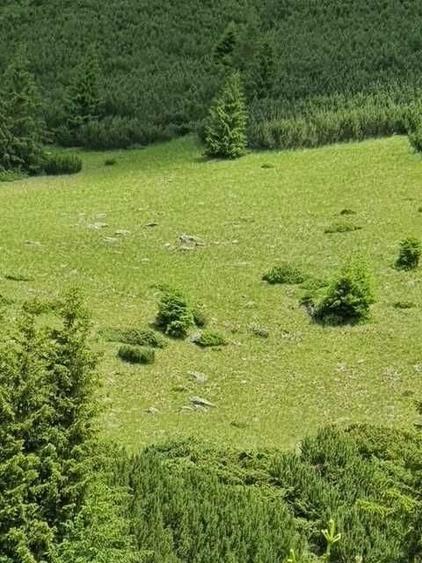 Teren de 1100000 mp, în Nucșoara