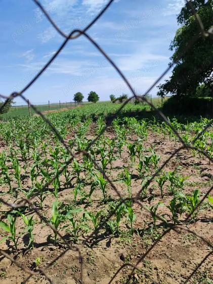 Casa, curte si teren 2780 mp - 4