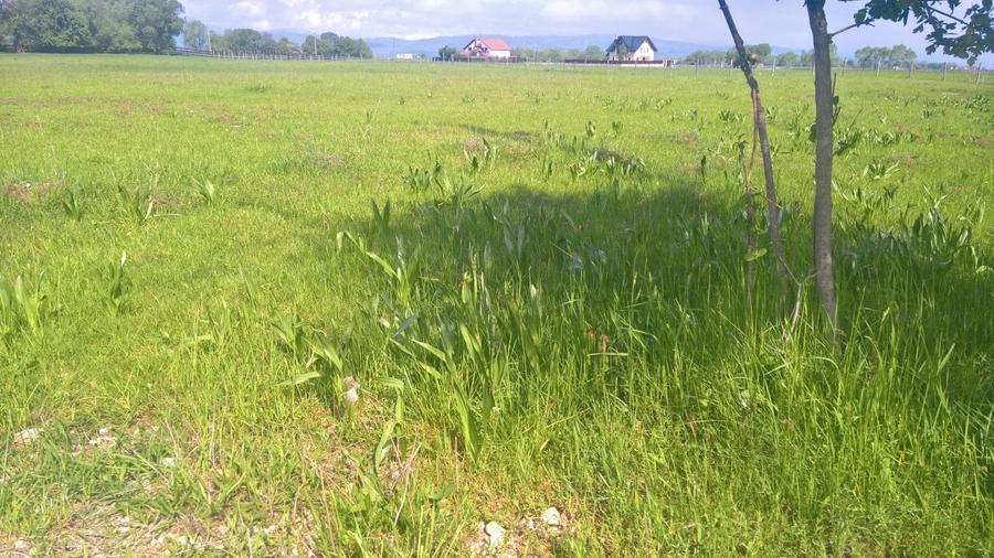 Teren rezidential pozitie deosebita RASNOV - GLAJERIE - 6