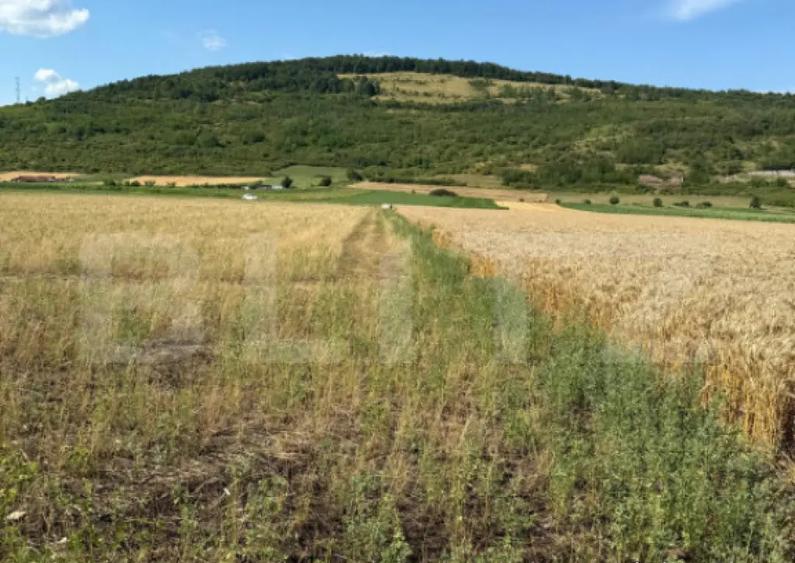 Teren intravin 2000 mp in Soimus - 1