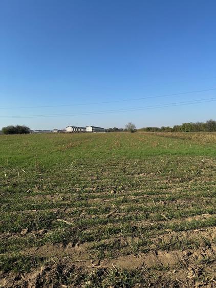 Vanzare Teren Intravilan 20 000mp Magurele Vartju - 2