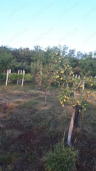 Casa tip cabana cu livada jud Alba - 4