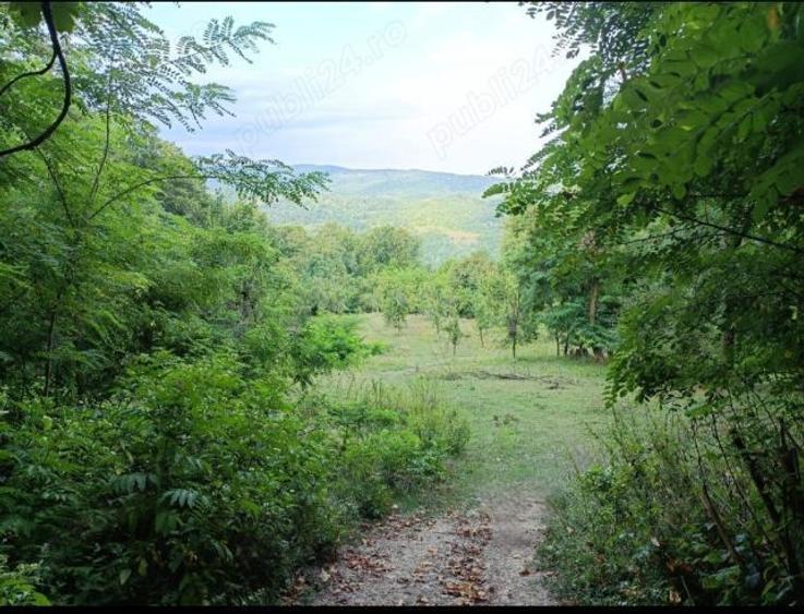 Teren 5000 mp la 3 km de barajul Paltinu, Sotrile,Prahova - 4