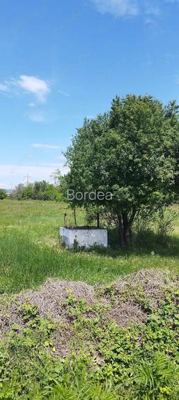 Inchiriez 10.000 mp Halinga Inchiriez 10.000 mp Halinga