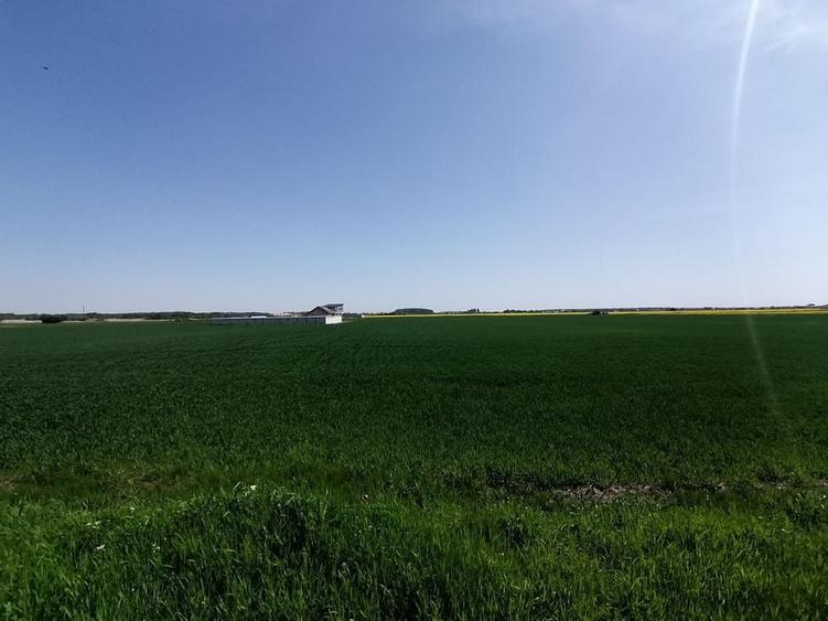 Teren intravilan 9313 mp in comuna 1 Decembrie - Ilfov - 1