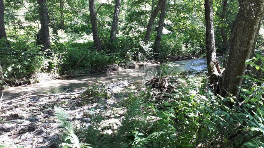 Vand teren si padure conifere in Albestii de Muscel. - 5