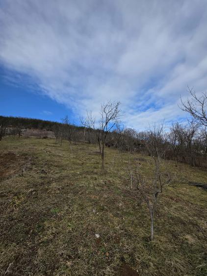 Teren intravilan - 8