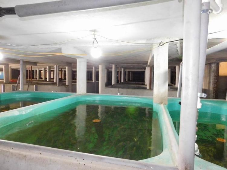 COMISION 0% Oportunitate de afacere/acvacultura in sistem RAS/3150 mp/Cisnadie - 1