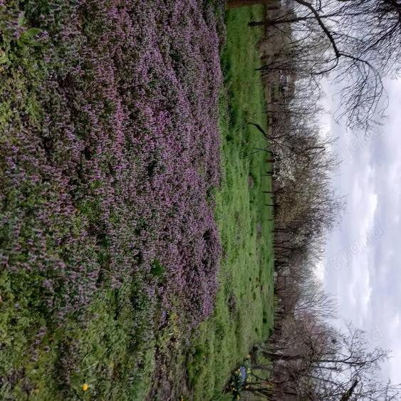 Casa si gradina de vanzare in Hitias la strada principala - 1