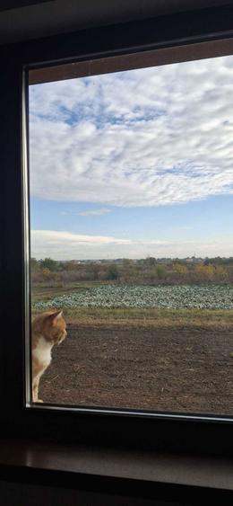 Casa perfecta 3 camere 110 mp, mobilata, teren 400 mp, rasarit si apus - 4