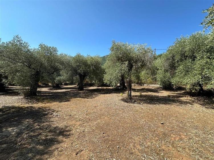 Teren intravilan pe insula Thassos, aproape de plaja salbatica - 3