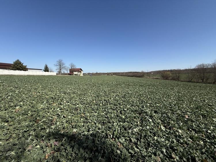 0% | Teren intravilan, 4563 mp, front 25 m, utilitati | Potigrafu PH - 7