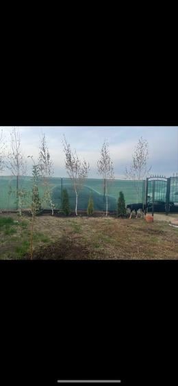 Teren de vanzare in com Dascalu - 6