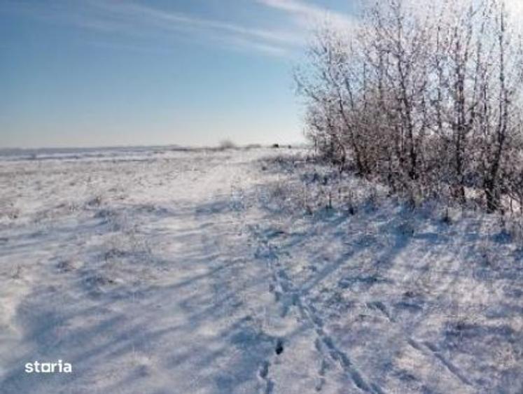 Cota 3/12 Teren extravilan Loc. Fibis, jud. Timis - 1