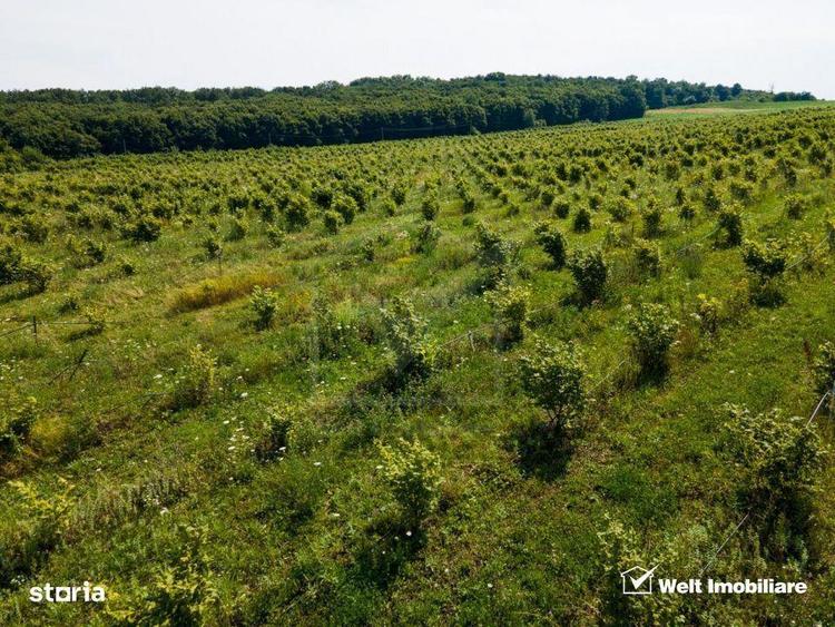 Teren nucifer cu plantatie de aluni, sat Frata, jud. Cluj - 5