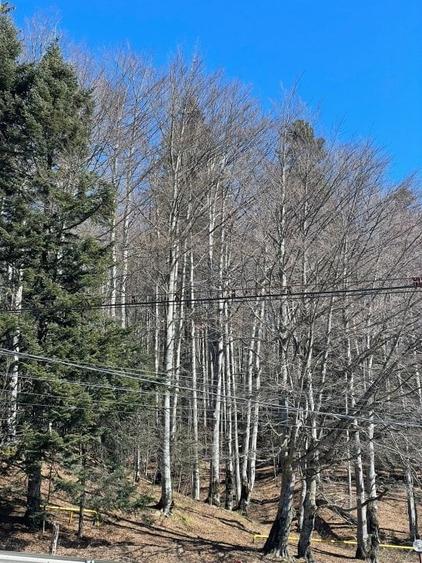 Credit Imobiliare va ofera spre vanzare o vila aplasata in Zona Valea Rasnoavei - 14