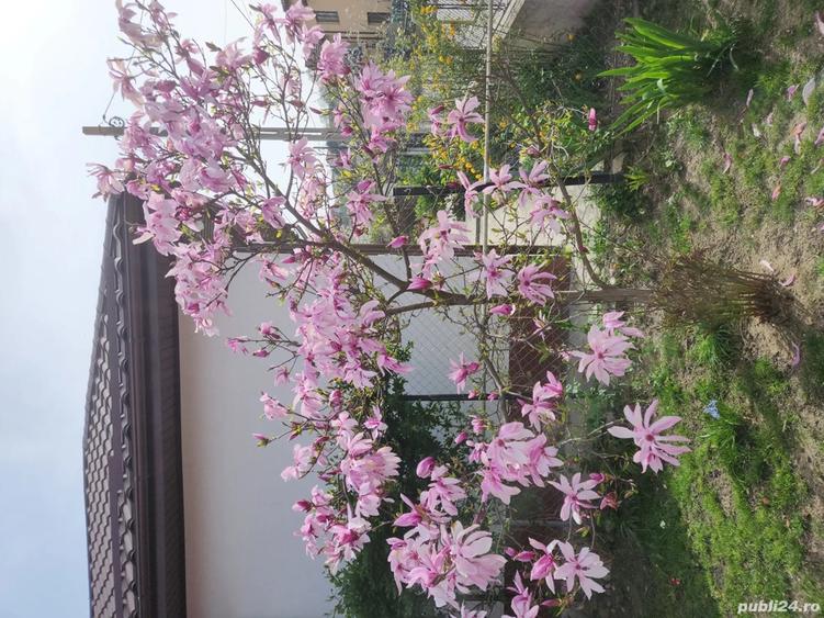 Casa de vanzare langa Seminarul Teologic - 4