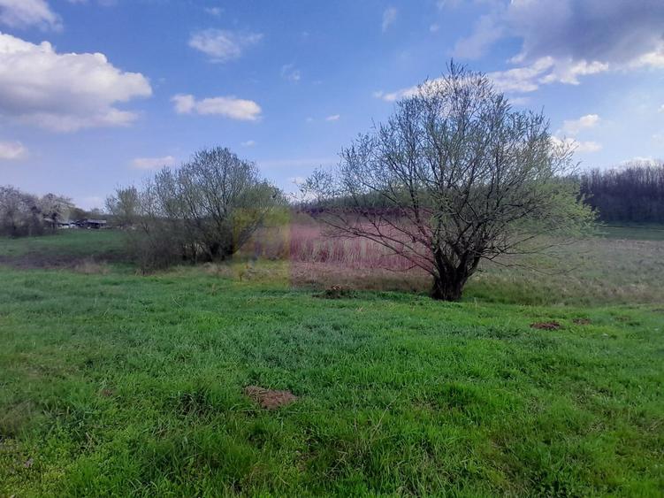 DE VANZARE TEREN 3400 MP IN SAT PODU ILFOVAT / COM BUTURUGENI (GR) - 10