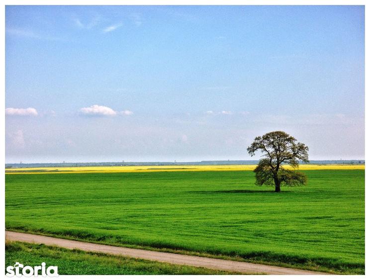 Sat Pope?ti. Curent. Padure. Aer curat, liniste, acces usor Bucuresti. - 9