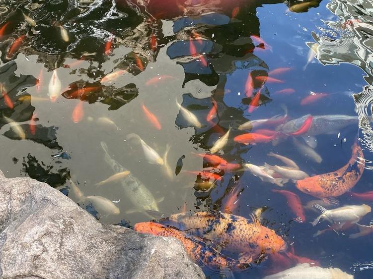 Studio in zona Herastrau - 2