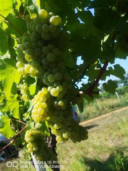 Afacere Investitie Vie 4 Hectare 40 km de Oradea - 4