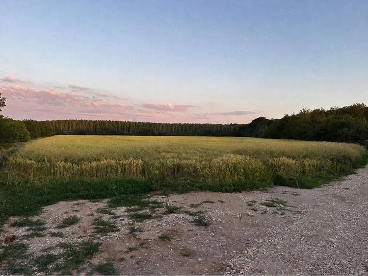 Vand teren la Padurea Snagov - 2