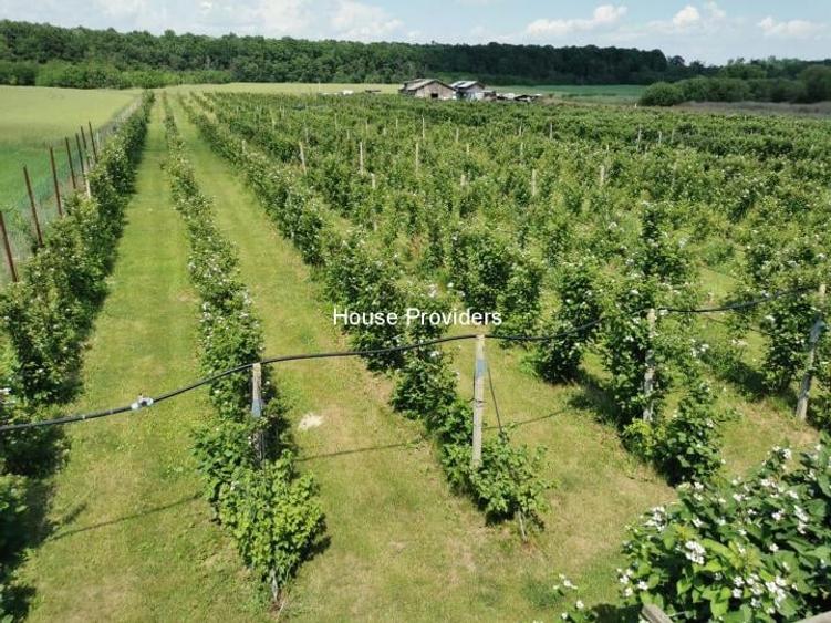 Teren Snagov Izvorani, loturi 500 - 1000Mp - 3