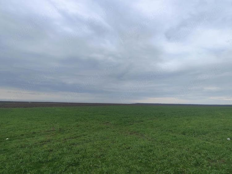 frumusani, teren de vanzare extravilan- direct proprietar - 4