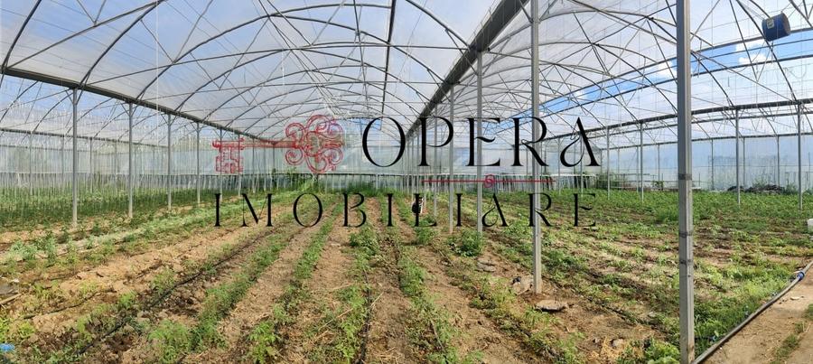 Teren intravilan 5000mp+Cladire265mp + Sera(2500mp), Rediu Aldei-Aroneanu - 1