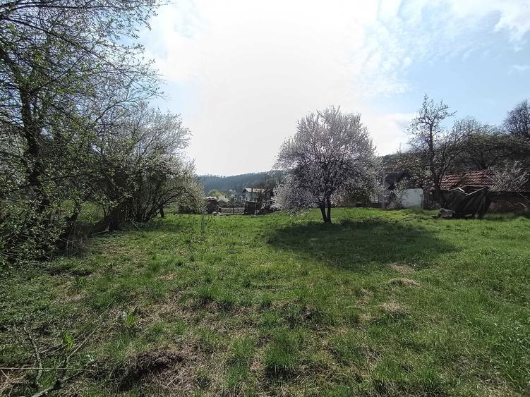 Tern cu casa batraneasca de vanzare - 4