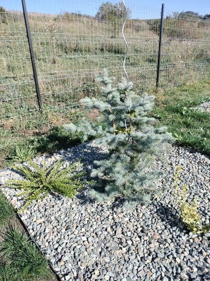 Ofer gradina de relaxare si stat in tihna, in Cluj-Napoca - 4