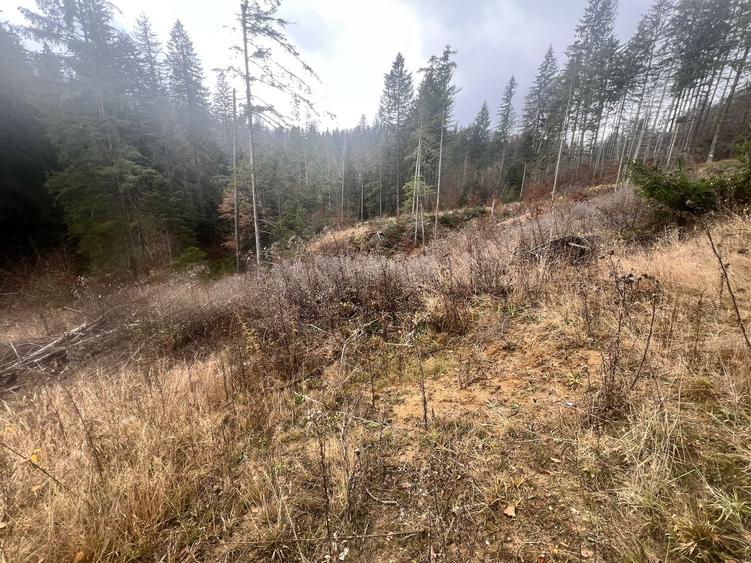 Teren 2576mp Poiana Brasov-Poiana Aviatorilor! - 1