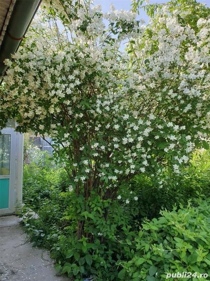 Vand casa + gradina + teren in Frumusani pe malul lacului, langa Buc. 100 000 euro - 2