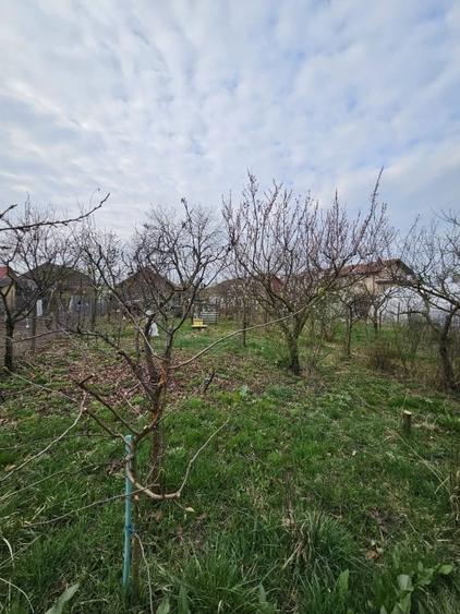 Giarmata  Mare – Casa 4 Camere – Central – Teren - 16