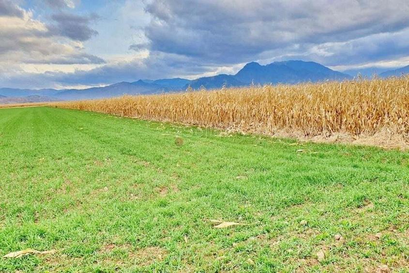 Teren extravilan Tarlungeni - 6