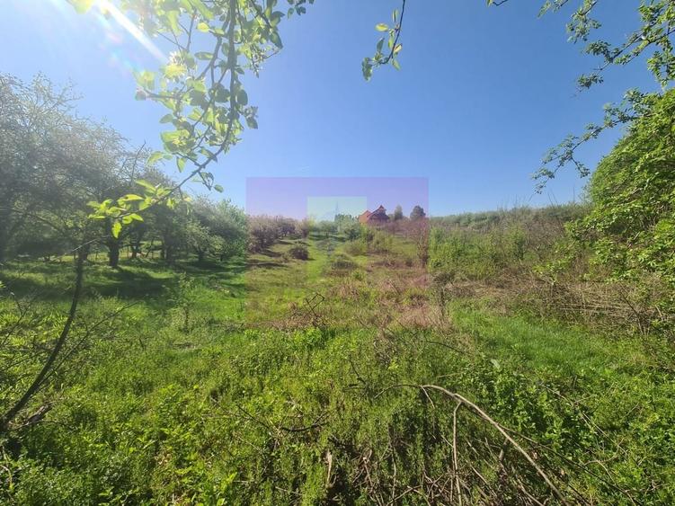 Teren Construcții intravilan de 2500 mp, în Voila