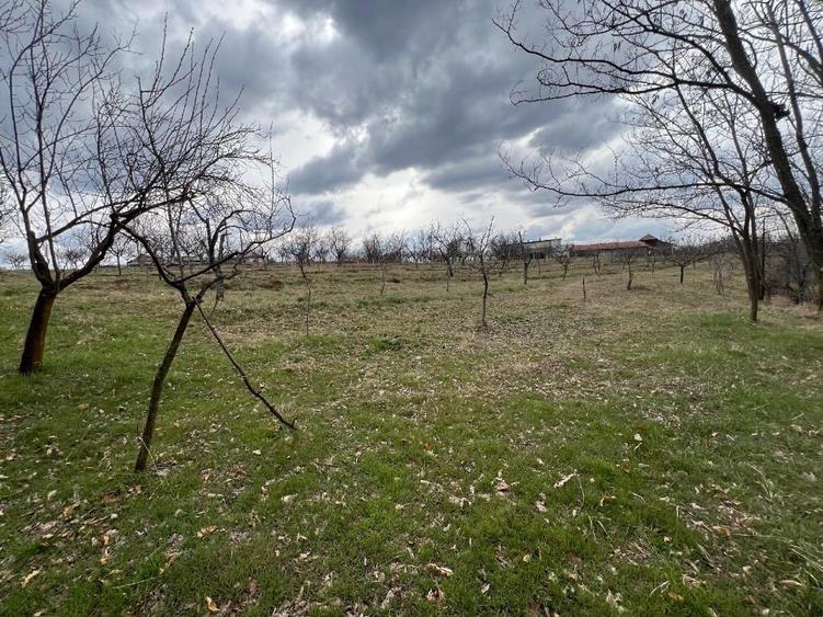 Teren vanzare, 8000 m2, Danicei, Cuca, Arges - 5