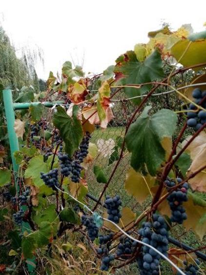 Vând casă P+M și teren în Dofteana, jud. Bacău - 10