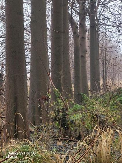 Vand 300 m3 de paulownia - 3