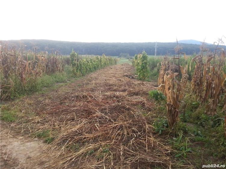 Teren de 2700 mp, în Rășinari