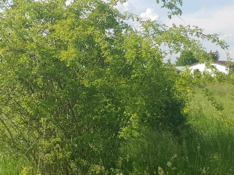 Ciolpani, zona Cimitir Britanic, stradal - 16