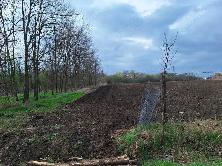 Sinesti-Livedea vanzare teren intravilan - 2